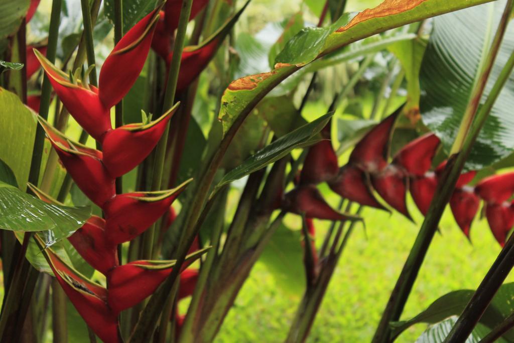 Hotel Tangara Arenal B&B La Fortuna Rom bilde