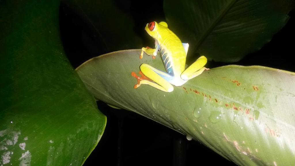 Hotel Tangara Arenal B&B La Fortuna Eksteriør bilde