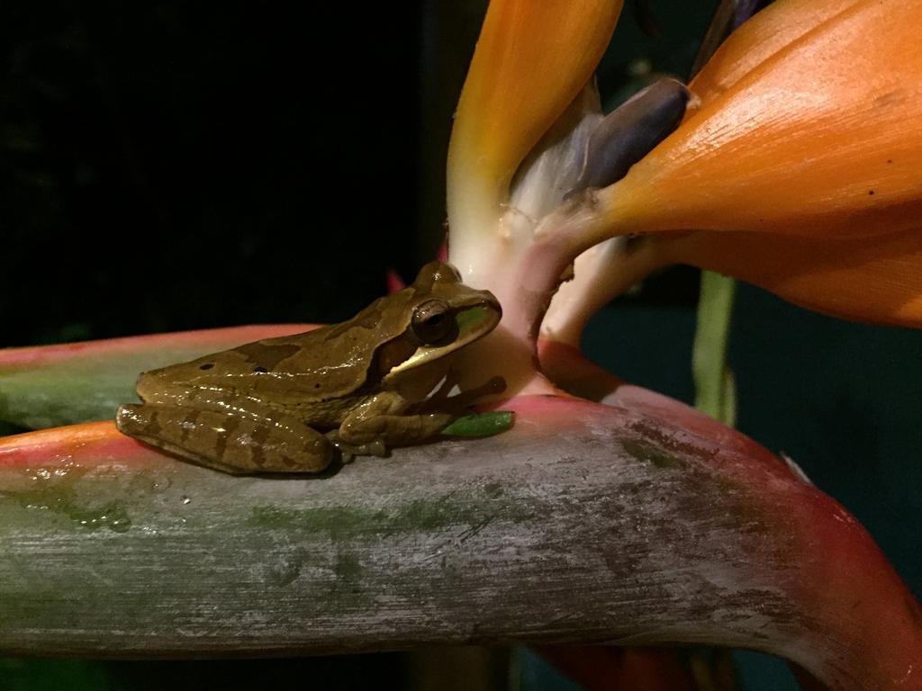 Hotel Tangara Arenal B&B La Fortuna Eksteriør bilde