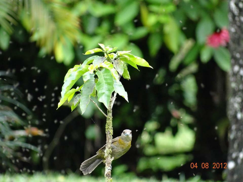 Hotel Tangara Arenal B&B La Fortuna Eksteriør bilde